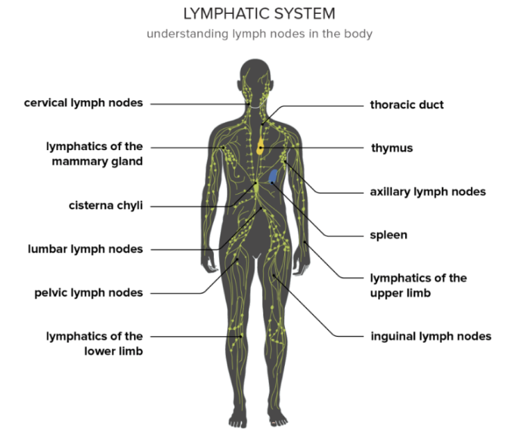 ASSISTED LYMPHATIC THERAPY (ALT) - INNER SPACE